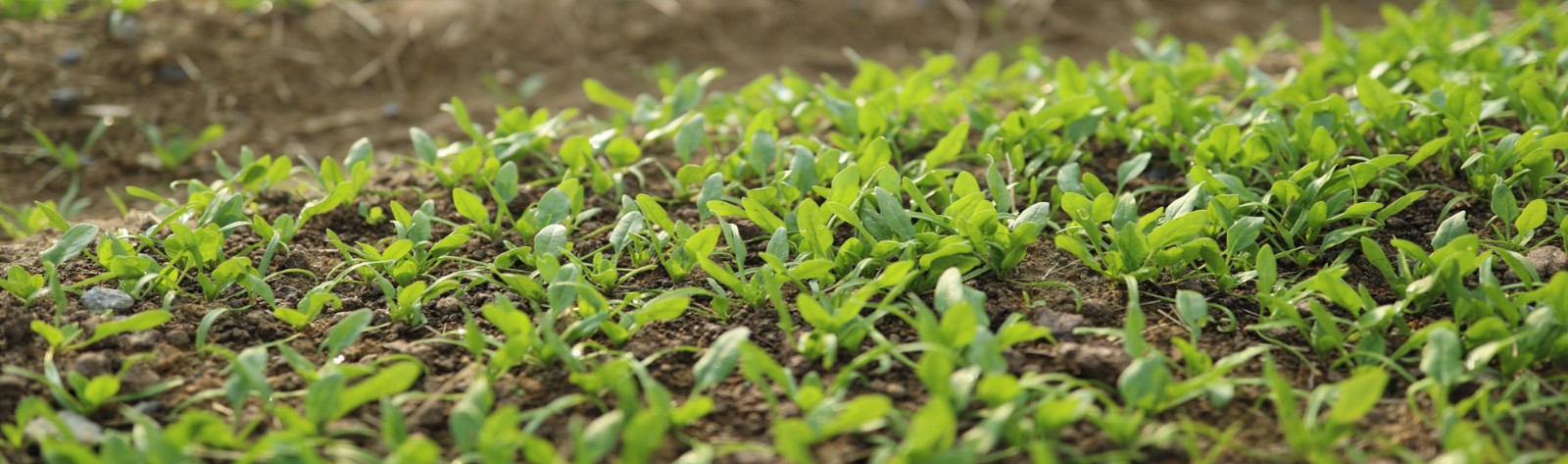 1588922608643325D40D.jpg 图片5.jpg